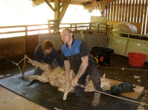 Colin Calming a Mannkind Suri!